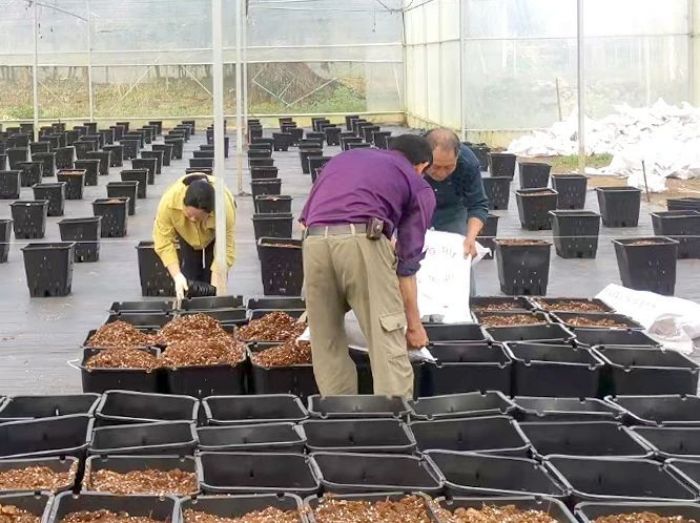 云和打造全县首个大棚基质盆栽蓝莓基地